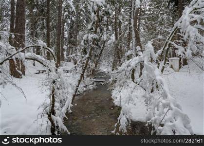 Wonderful winter landscape.The creek and trees are covered with snow.Cold weather and beatiful background.