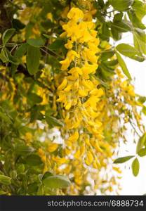 wonderful yellow flower heads on a tree outside in spring macro