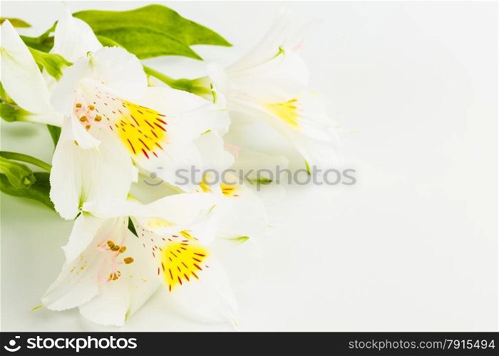 wonderfull lily on white background