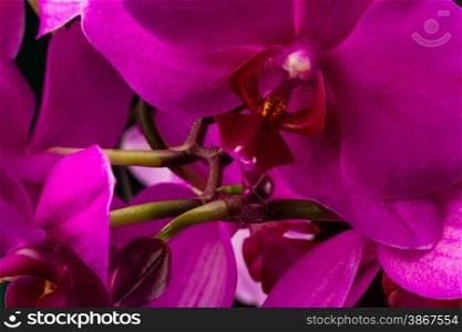 wonderfull red orchid on dark background