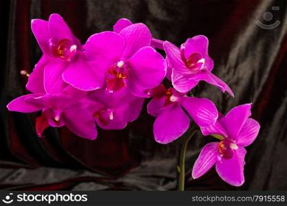 wonderfull red orchid on dark background