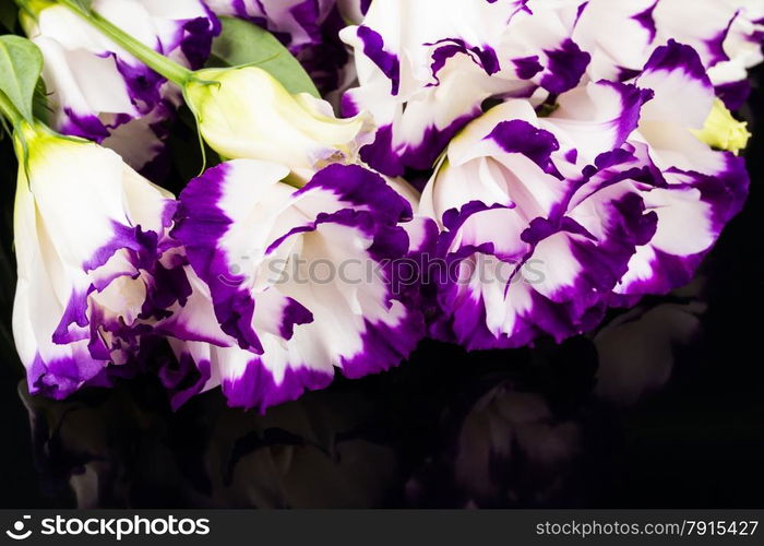 wonderfull white-purple lily on black background