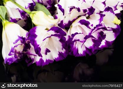 wonderfull white-purple lily on black background