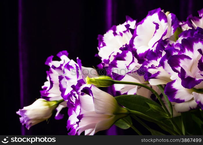 wonderfull white-purple lily on dark background