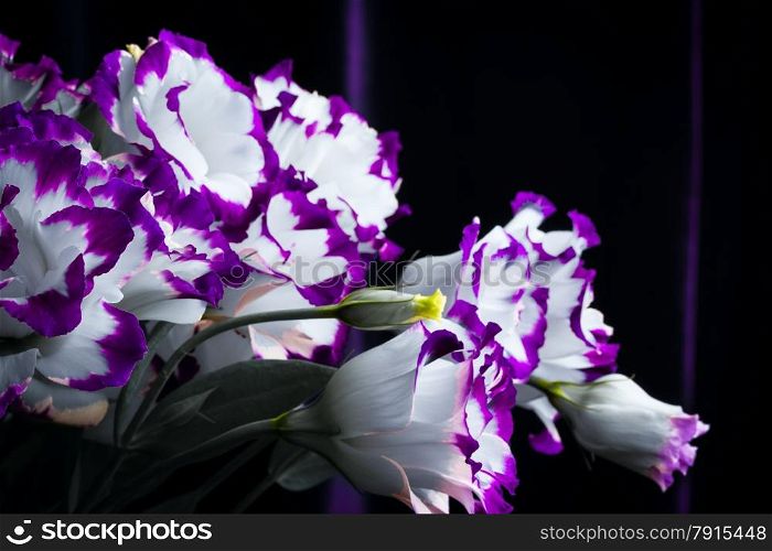 wonderfull white-purple lily on dark background