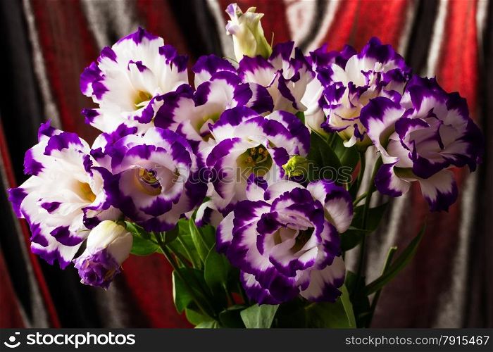 wonderfull white-purple lily on dark background