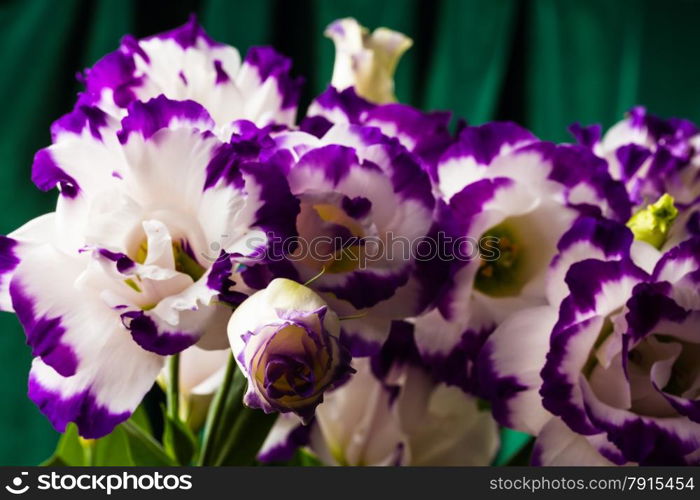 wonderfull white-purple lily on green background