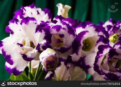 wonderfull white-purple lily on green background
