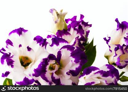 wonderfull white-purple lily on white background