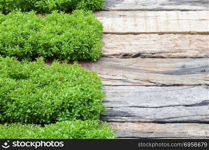 Wood and grass pattern with natural light