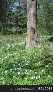 wood anemone White flowers Spring primroses