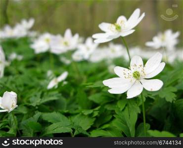wood anemone. wood anemone - anemone nemerosa in detail with flower and leaves
