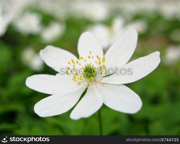 wood anemone. wood anemone - anemone nemerosa in detail with flower and leaves