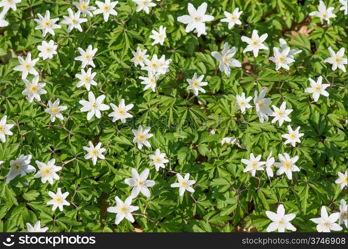Wood anemones, anemone nemorosa in May on a sunny day