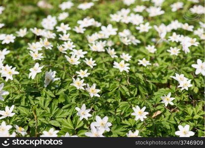 Wood anemones, anemone nemorosa in May on a sunny day