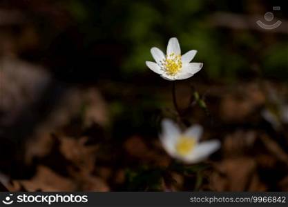 wood anemones blooming on the forest floor, blurred Background