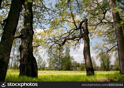Wood aspen. Summer landscape, grass green juicy and trees.