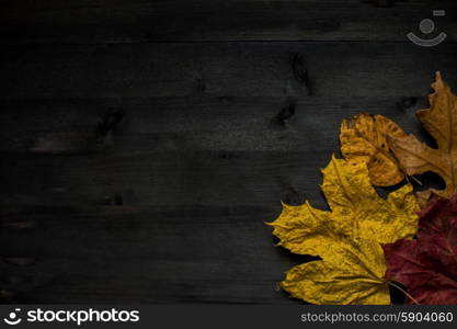 Wood autumn background. Wood autumn background with free space for design