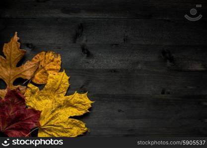 Wood autumn background. Wood autumn background with free space for design