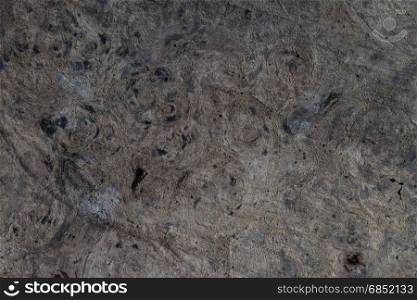 wood bark texture, abstract background and texture