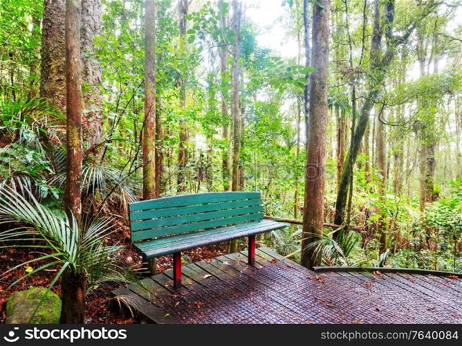Wood bench in the tropical forest, New Zealand