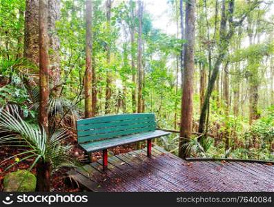 Wood bench in the tropical forest, New Zealand