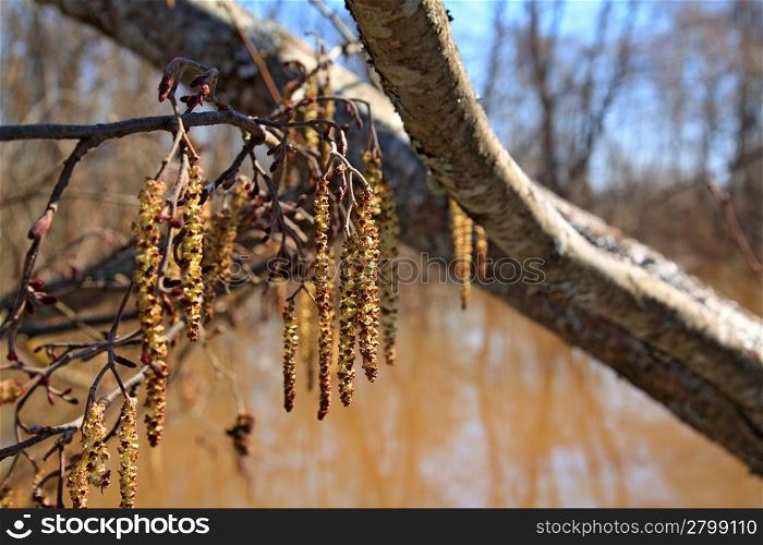 wood buds on brown water