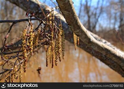 wood buds on brown water