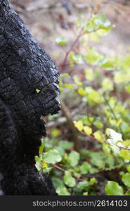 wood coal detail burned forest after fire disaster