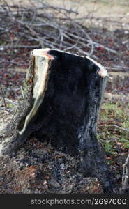 wood coal detail burned forest after fire disaster