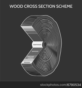 Wood cross section scheme. Wood cross section scheme on grey background. Vector illustration