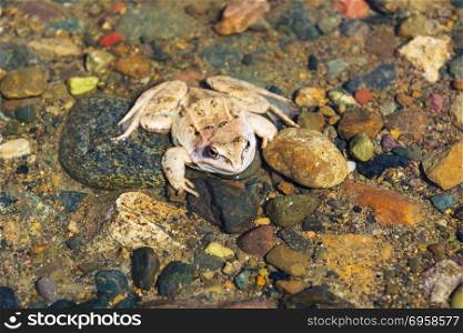 Wood frog sitting on stony bottom of river. Wood frog sitting on stony bottom of river. Amphibian awake at early spring.