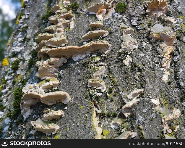 Wood fungus growing on the bark of birch, close-up