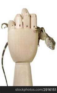 wood hand and lizard