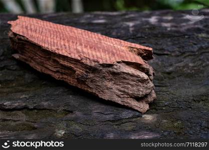 Wood has tiger stripe or curly stripe grain, Afzelia wood exotic beautiful pattern for crafts or abstract art Background