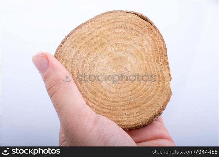 Wood Log cut in round thin pieces in hand on a white background