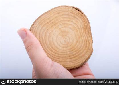 Wood Log cut in round thin pieces in hand on a white background