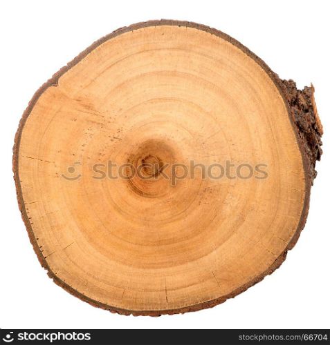 Wood log slice cutted tree trunk isolated on white, top view.