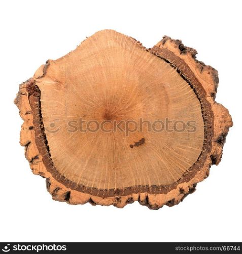 wood log slice isolated on white background.