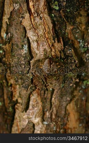 wood macro close up nature background