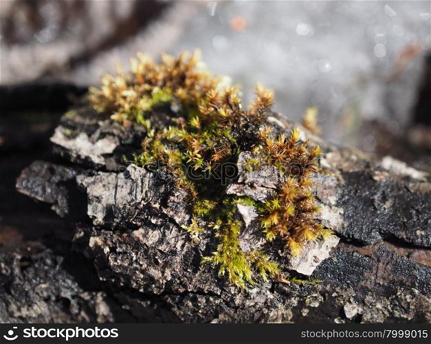 wood moss
