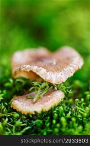 Wood mushrooms