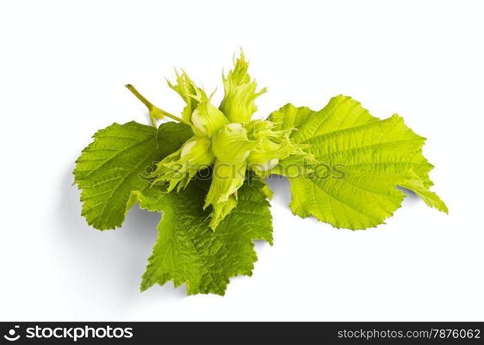 Wood nuts with leaves isolated on a white background