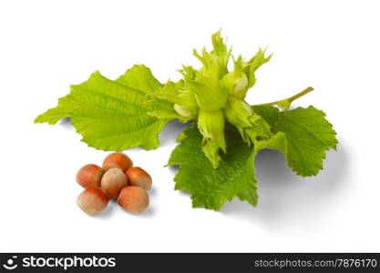 Wood nuts with leaves isolated on a white background