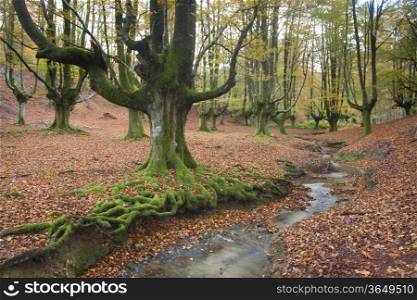 Wood of Otzarreta in autumn, Gorbeia, Alava, Spain