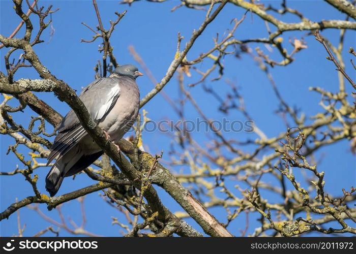 Wood Pigeon perching on a tree in the morning sunshine