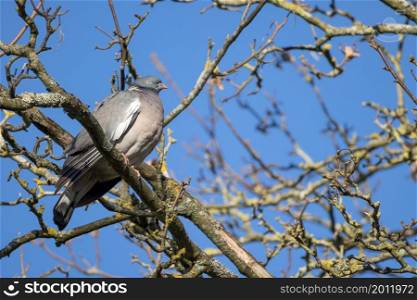 Wood Pigeon perching on a tree in the morning sunshine