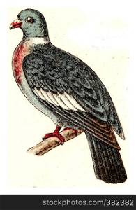 Wood pigeon, vintage engraved illustration. From Deutch Birds of Europe Atlas.