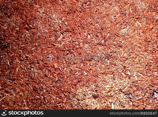 Wood sawdust background closeup. Sawdust floor texture top view
