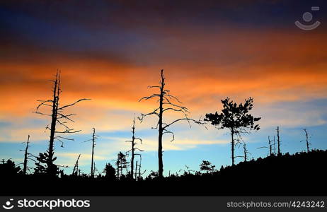 wood silhouette on celestial background